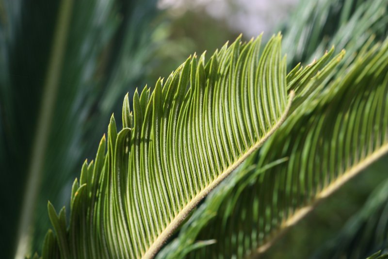 Перистые листья пальмовых