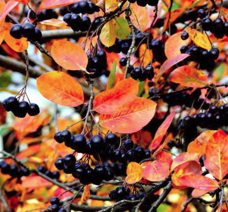 Листья черноплодной рябины фото