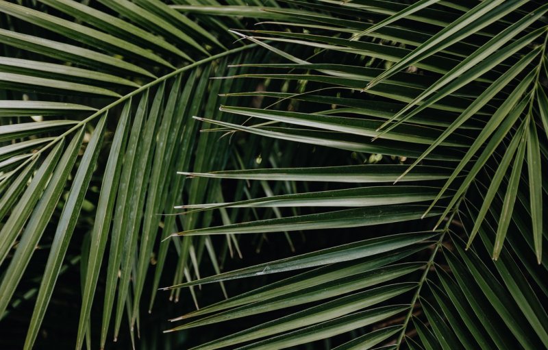 Листок пальмы