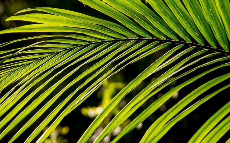 Гавайи растения пальмы листья