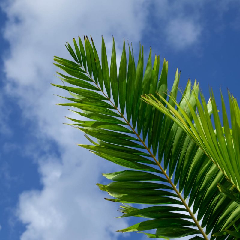 Пальма с перистыми листьями