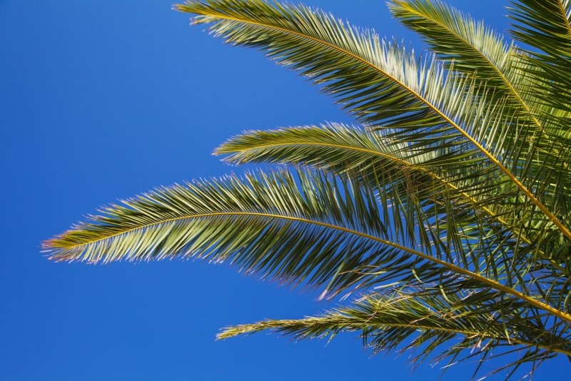Ветка финиковой пальмы