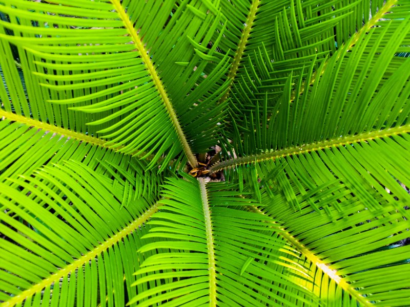 Пальма Iriartea deltoidea