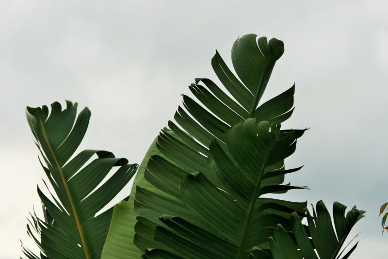 Листья бананового дерева