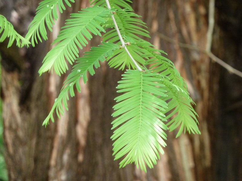 Секвойя вечнозелёная листья