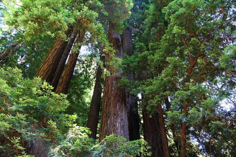 Секвойя дерево Калифорния