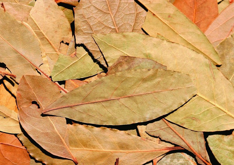 Осенние листья на столе