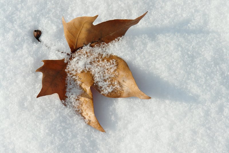 Кленовые листья в снегу