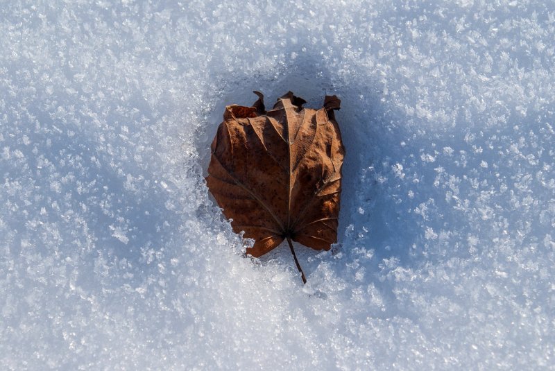 Сухие листья на снегу