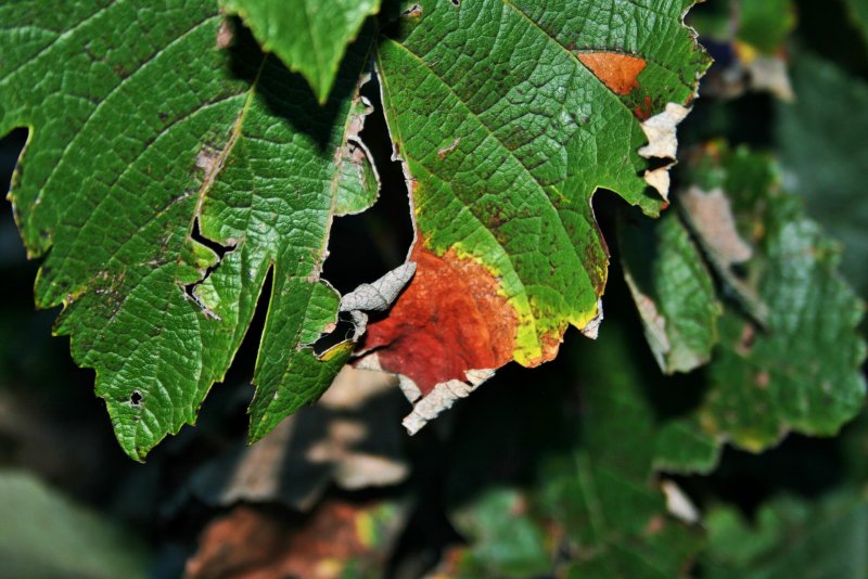 Листья с дырками