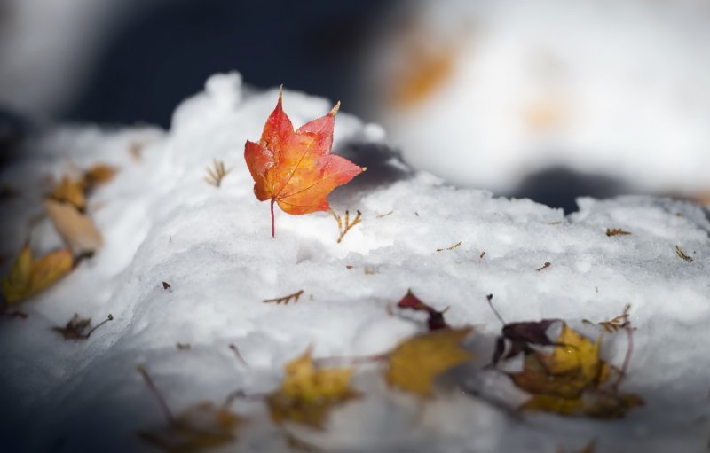 Листья под снегом