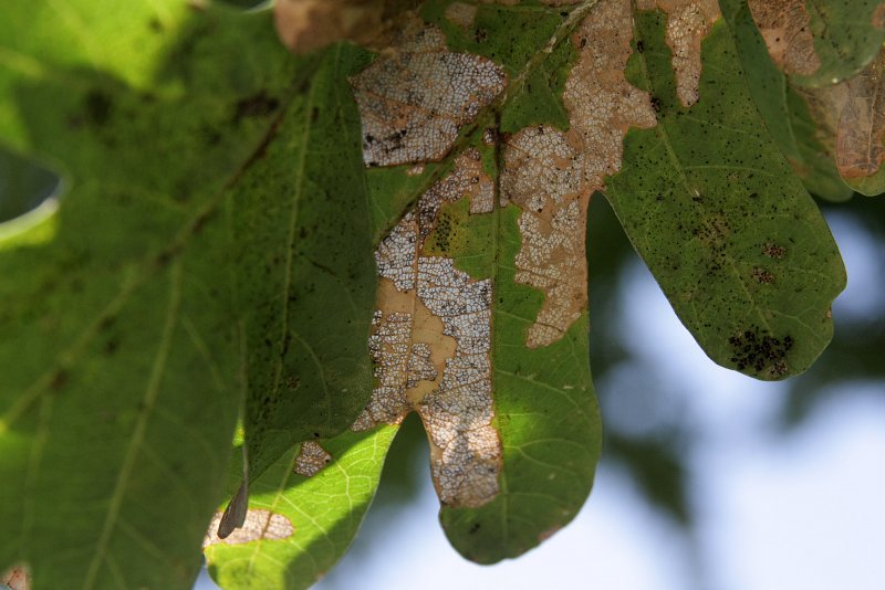 Дырки на листьях гортензии метельчатой