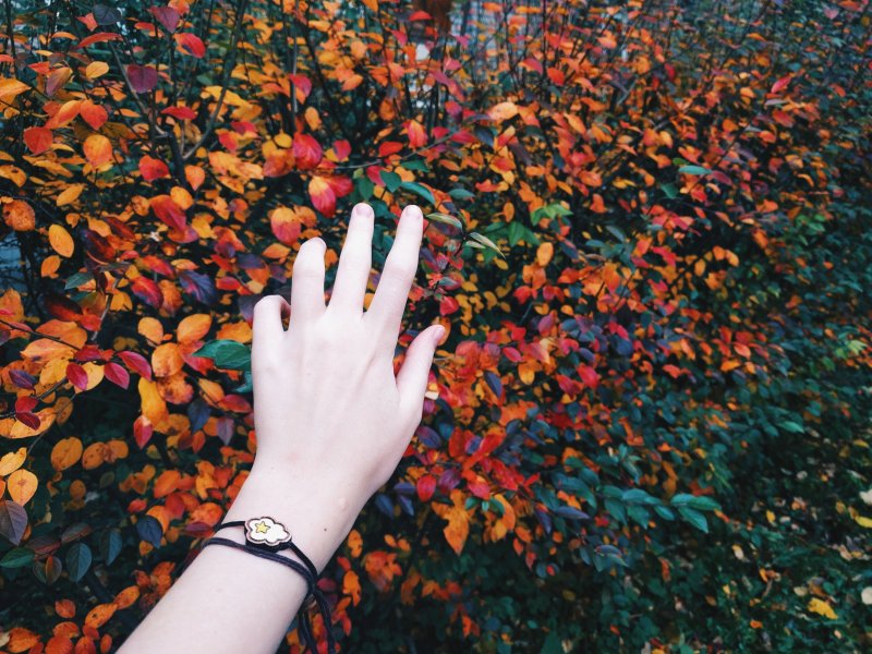 Осенний красный лист на руках
