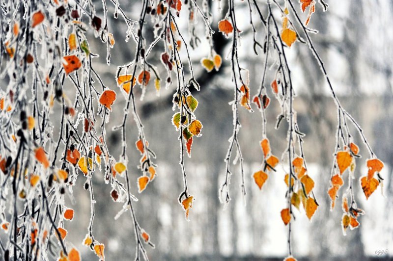 Осенние листья под снегом