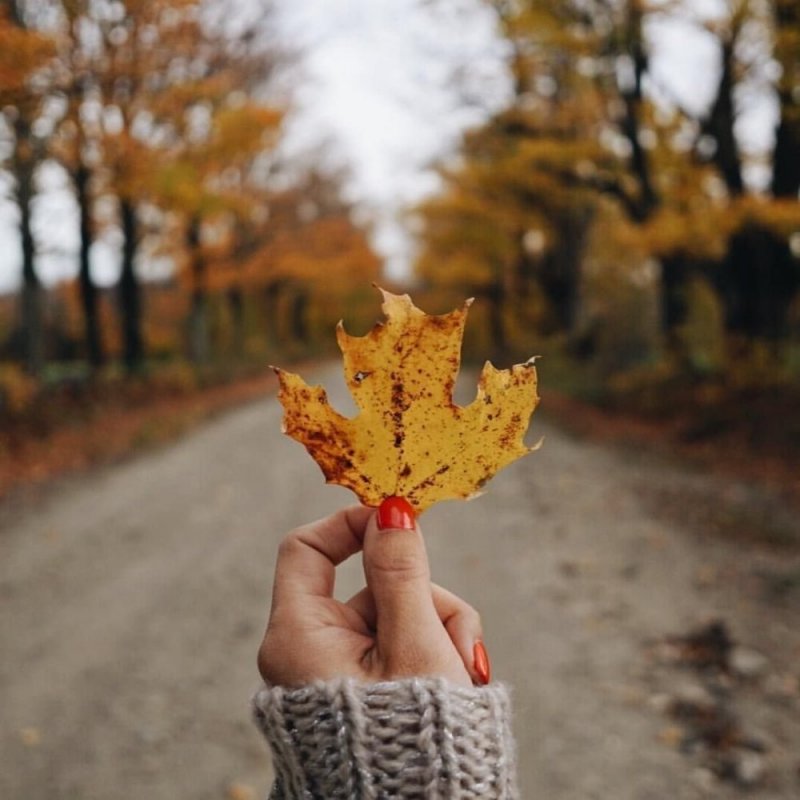 Лист в руке осень