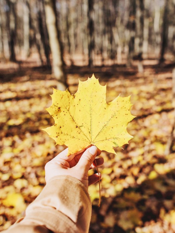 Осенний лист на ладони