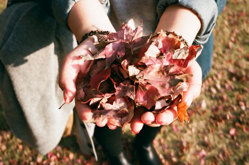Осенние листья в руках