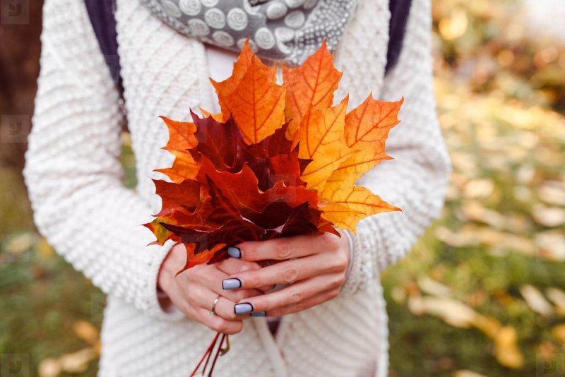 Осенние листья в руках девушки