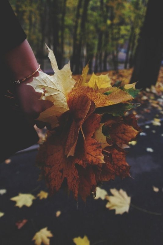 Лист в руке осень