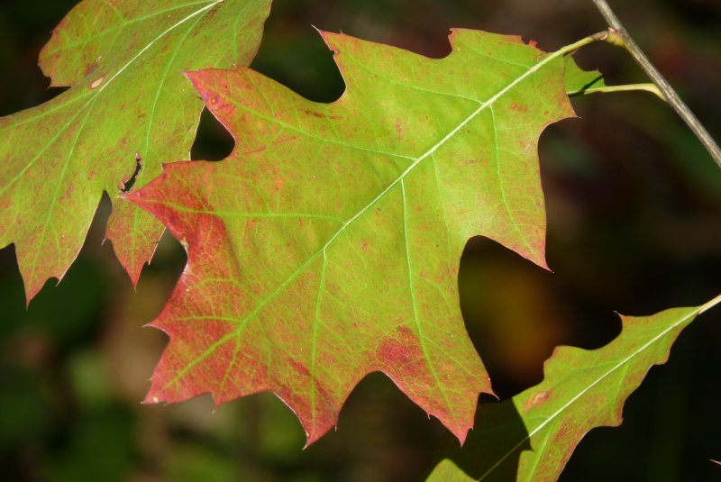 Клен сахаристый листья осенью