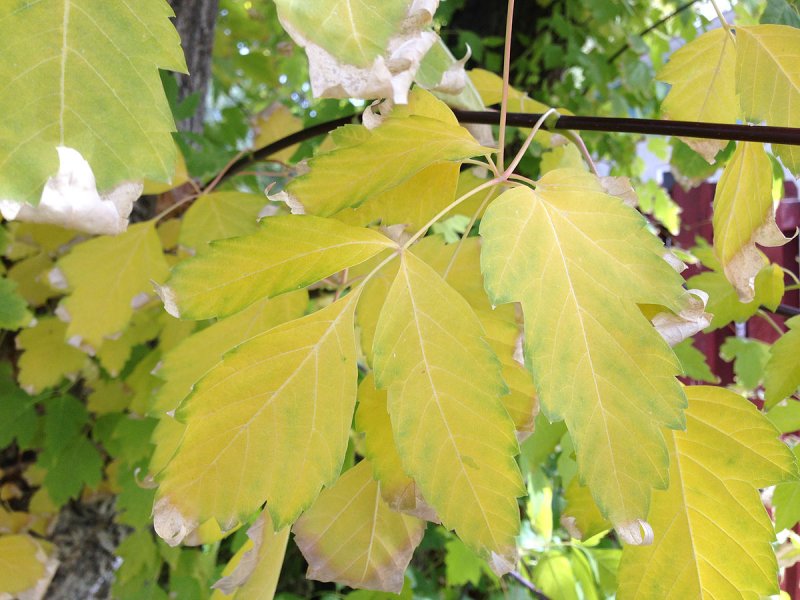 Клен ясенелистный лист