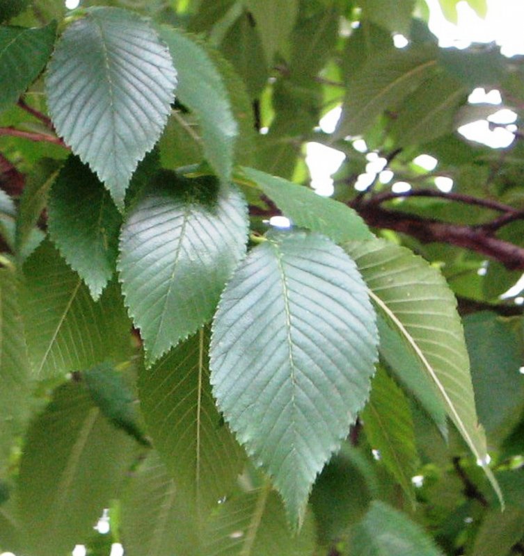 Вяз мелколистный Ulmus parvifolia