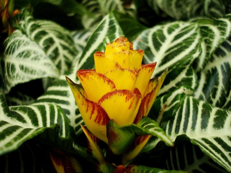 Желтые тропические цветы