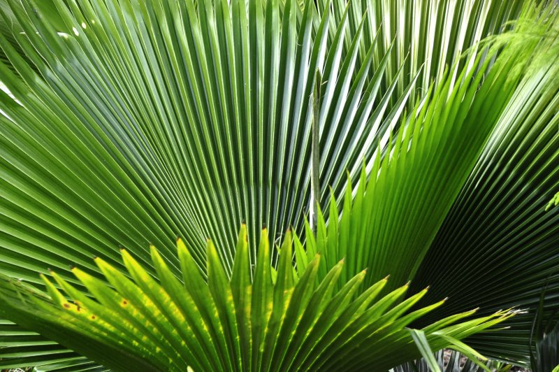 Бразилия пальмовые листья