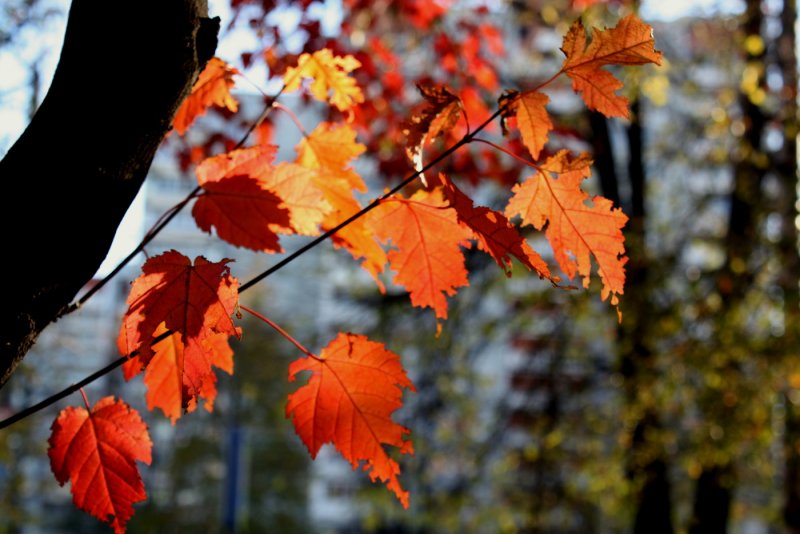 Осенняя Москва листья