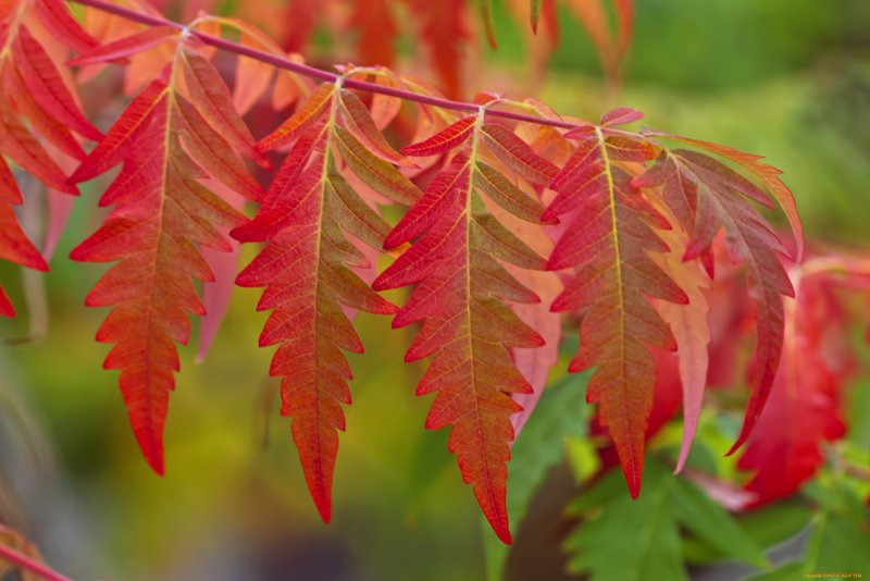 Листья рябины осенью