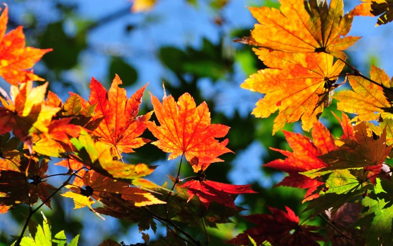Яркие листья осени