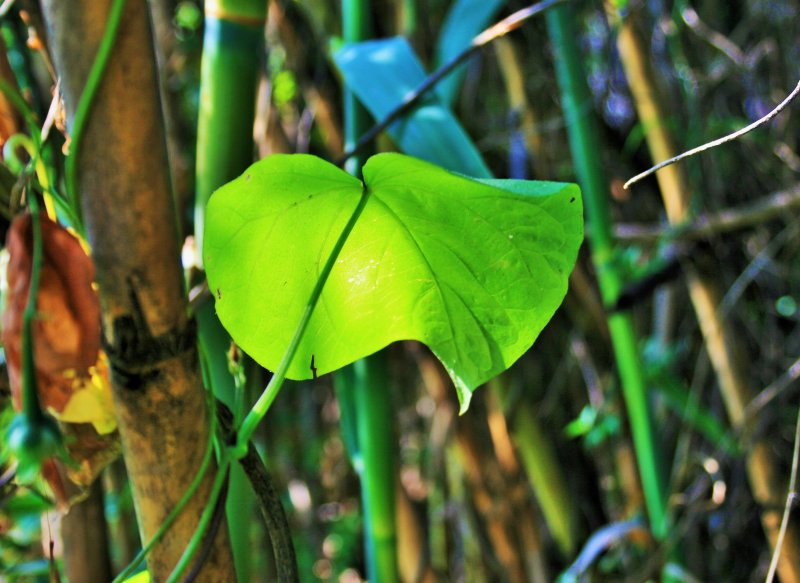 Листья тропических деревьев