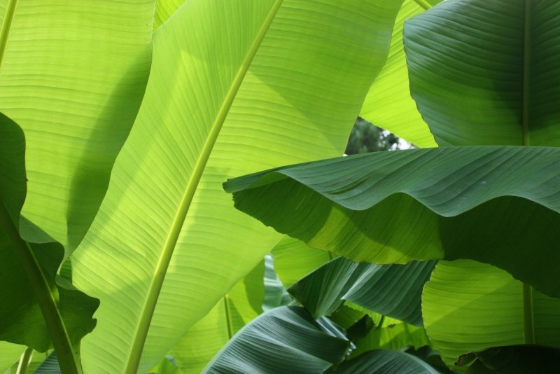 Тропические растения банановые листья