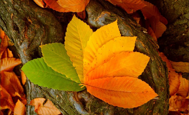 Осень листок