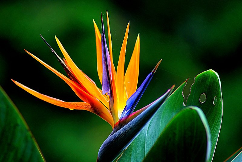 Цветок Стрелиция Райская птица