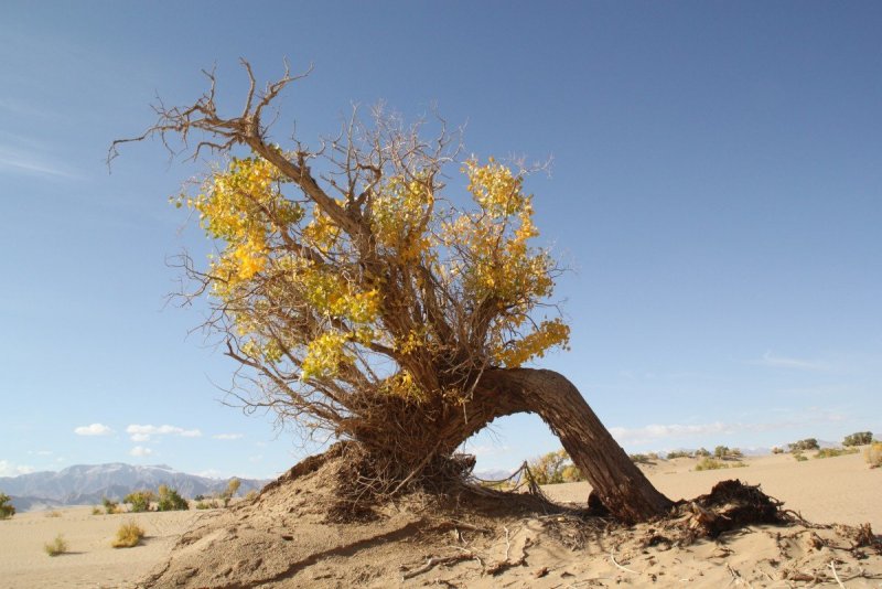 Пустынное дерево саксаул