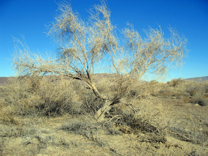 Аризонское железное дерево в пустыне