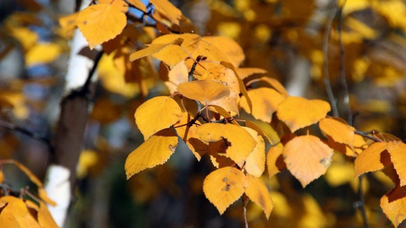 Листья березы осенью