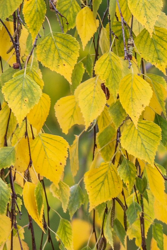 Береза повислая желтый лист