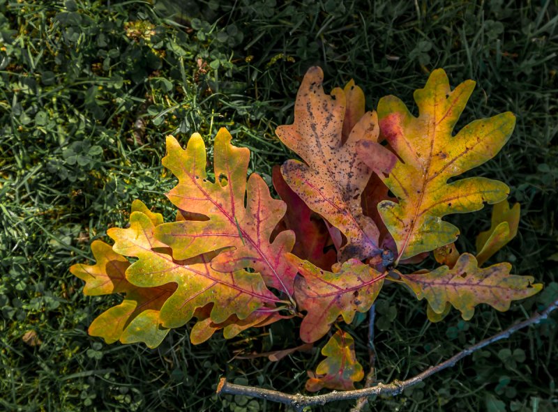 Цвет осенних листьев дуба