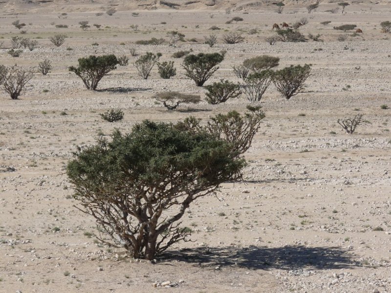 Анчар дерево пустыни