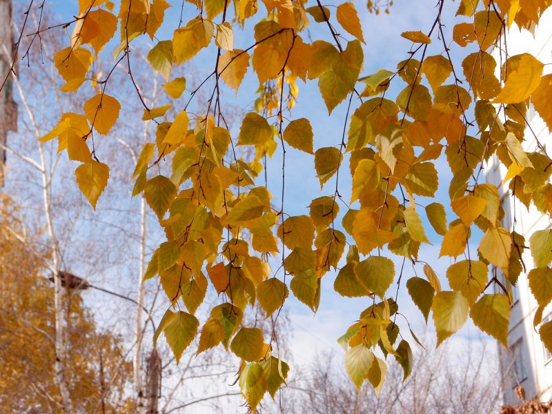 Листья березы осень