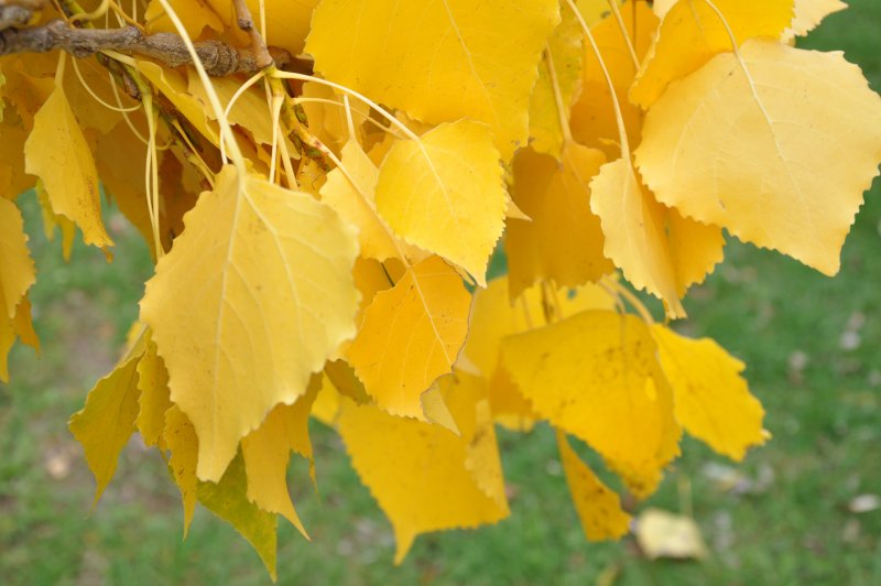 Береза желтая (Betula costata)