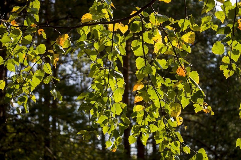 Берёза повислая листья осенью