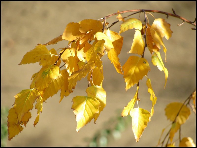 Осенняя ветка березы