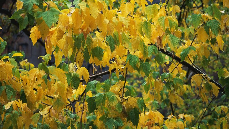 Первые желтые листья
