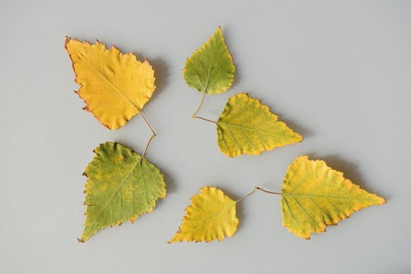 Осенний березовый листок