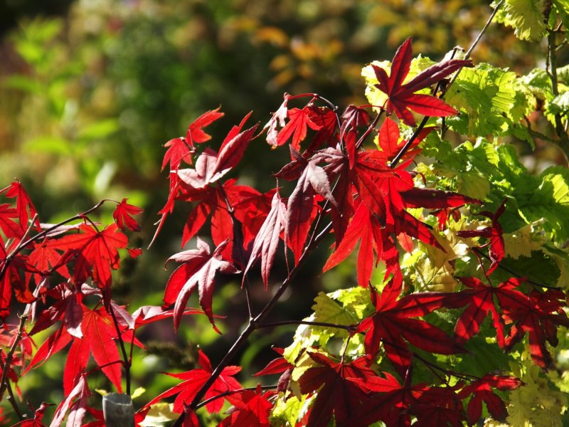 Кустарник с красными листьями осенью