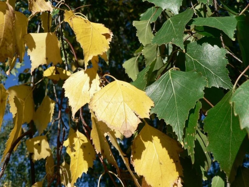 Желтый березовый лист