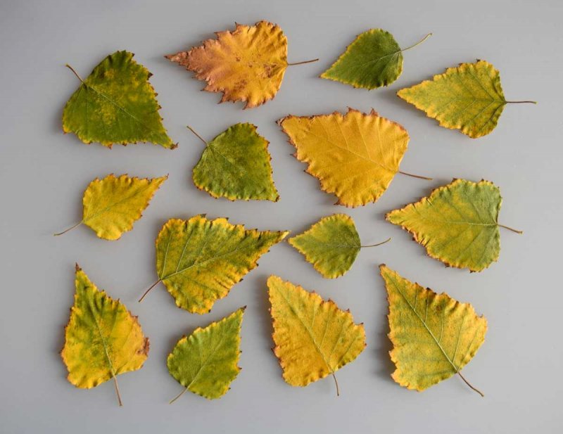 Осенние березовые листочки